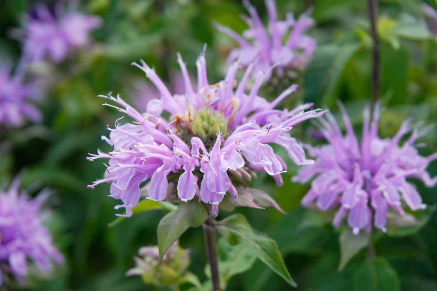 Wild Bergamot